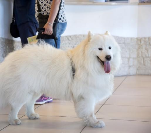rosapineta it pet-friendly 010